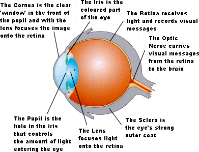 מבנה העין